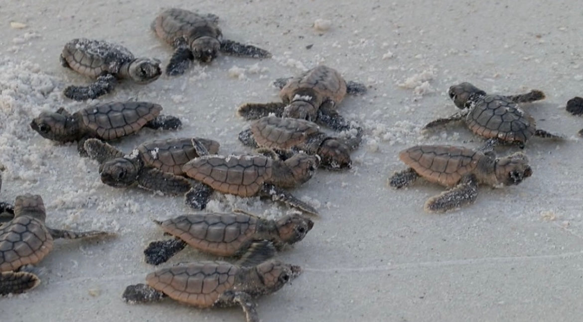 Save Rhe Baby Turtles Thank You for Saving 3 Million Baby Turtles β Sweed Beauty Global
